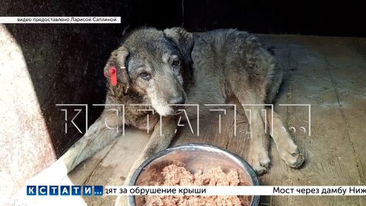 Волонтёр, спасавшая застрявшую между гаражами собаку, застряла сама и едва не погибла