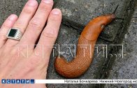 Испанские слизни, уничтожают ближайшие огороды и, по прогнозам учёных, захватят весь регион Испанские слизни, уничтожают ближайшие огороды и, по прогнозам учёных, захватят весь регион