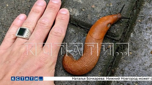 Испанские слизни, уничтожают ближайшие огороды и, по прогнозам учёных, захватят весь регион