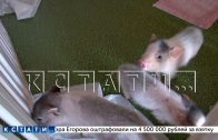 Кафе, в котором используется рабский труд детей, по словам ветеринаров, смертельно опасно для гостей