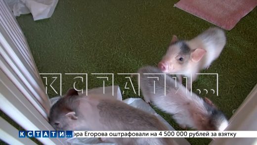 Кафе, в котором используется рабский труд детей, по словам ветеринаров, смертельно опасно для гостей