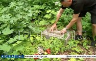 На нижегородском кладбище украли могилу