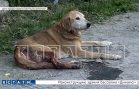 Неизвестный человек из дробовика расстреливает собак и кошек на Бору