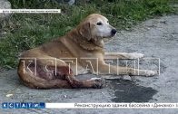 Неизвестный человек из дробовика расстреливает собак и кошек на Бору