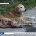 Неизвестный человек из дробовика расстреливает собак и кошек на Бору