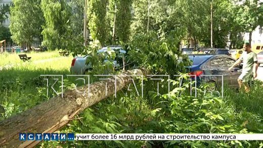 Прямо под камерами видеонаблюдения огромный тополь рухнул и раздавил 4 машины