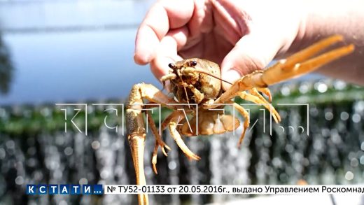 Речные раки теперь тестируют воду на Нижегородской станции аэрации