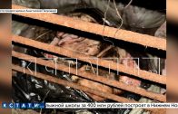 Доказательства городских страшилок о шаурме из собак представили нижегородские зоозащитники Доказательства городских страшилок о шаурме из собак представили нижегородские зоозащитники