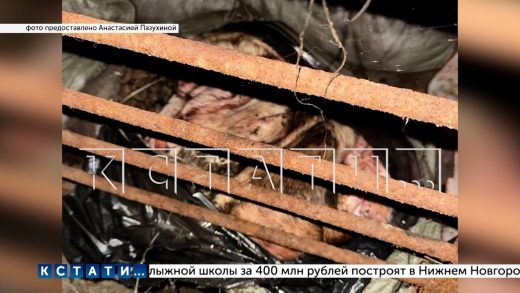 Доказательства городских страшилок о шаурме из собак представили нижегородские зоозащитники