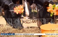 Сельскохозяйственная выставка «День поля» прошла в Нижегородской области Сельскохозяйственная выставка «День поля» прошла в Нижегородской области