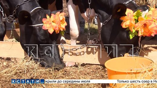 Сельскохозяйственная выставка «День поля» прошла в Нижегородской области