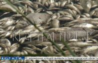 В Павловском районе в водоёмах произошёл массовый замор рыбы