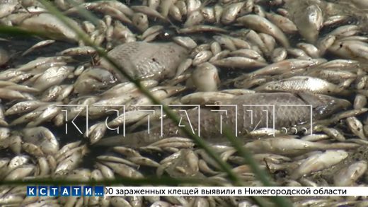В Павловском районе в водоёмах произошёл массовый замор рыбы