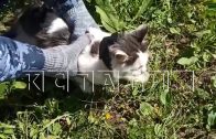 Дрессированный кот в ошейнике пытался пронести наркотики в тюрьму, но был задержан