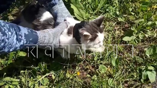 Дрессированный кот в ошейнике пытался пронести наркотики в тюрьму, но был задержан
