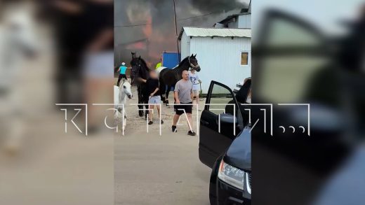 Люди и кони пострадали в серьёзном пожаре, случившемся в конно‑спортивном клубе