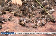 Пчёлы на пасеках Шатковского района погибли от массового отравления Пчёлы на пасеках Шатковского района погибли от массового отравления