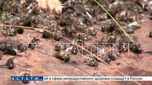 Пчёлы на пасеках Шатковского района погибли от массового отравления