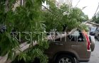 Пока водитель ждала помощи после падения дерева на её автомобиль, на машину рухнуло ещё одно дерево