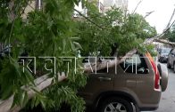Пока водитель ждала помощи после падения дерева на её автомобиль, на машину рухнуло ещё одно дерево