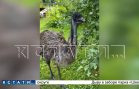 Страус, освобождённый пьяными зоозащитниками, оказался никому не нужен, и он разоряет огороды