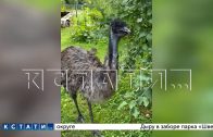 Страус, освобождённый пьяными зоозащитниками, оказался никому не нужен, и он разоряет огороды Страус, освобождённый пьяными зоозащитниками, оказался никому не нужен, и он разоряет огороды