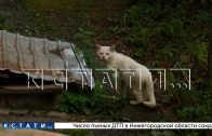 В Балахне кто‑то похищает кошек, а потом в укромных местах находят десятки тел, сложенных в шалашах В Балахне кто‑то похищает кошек, а потом в укромных местах находят десятки тел, сложенных в шалашах