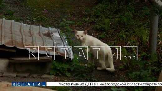 В Балахне кто‑то похищает кошек, а потом в укромных местах находят десятки тел, сложенных в шалашах