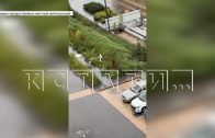 За исцарапанную машину хозяин прямо на улице жестоко избил собаку
