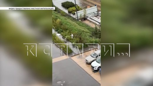За исцарапанную машину хозяин прямо на улице жестоко избил собаку