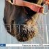 Бойцовский пёс чуть не перегрыз шею годовалому жеребёнку в Дзержинске