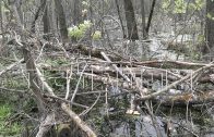 Чтобы не заниматься экологической катастрофой, высохший лес чиновники в отчёте назвали «зеленью»