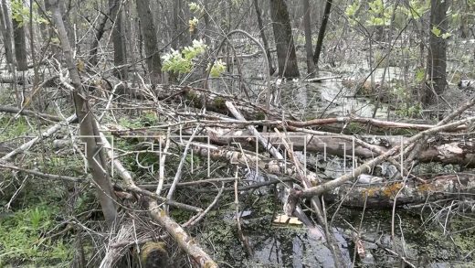 Чтобы не заниматься экологической катастрофой, высохший лес чиновники в отчёте назвали «зеленью»