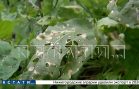 Количество бригад, оценивающих ущерб, нанесённый жителям Ворсмы агродронами, пришлось увеличить