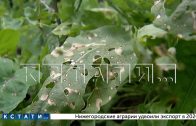 Количество бригад, оценивающих ущерб, нанесённый жителям Ворсмы агродронами, пришлось увеличить