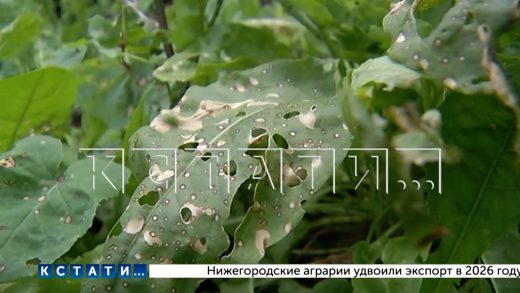 Количество бригад, оценивающих ущерб, нанесённый жителям Ворсмы агродронами, пришлось увеличить