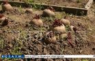Масштаб отравления, которое устроили дроны «Павловской курочки», оказался шире Масштаб отравления, которое устроили дроны «Павловской курочки», оказался шире