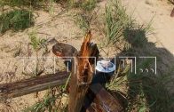 Новый погром на кладбище в Выксе — 50 могил разрушены неизвестными Новый погром на кладбище в Выксе — 50 могил разрушены неизвестными