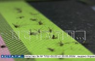 По сотне комариных укусов каждому жителю за одну ночь — аномальное нашествие комаров