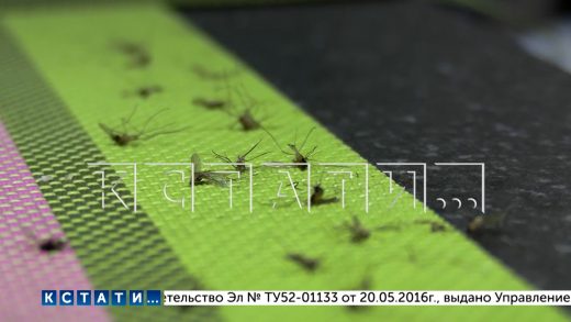 По сотне комариных укусов каждому жителю за одну ночь — аномальное нашествие комаров