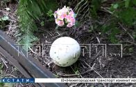 Редкие грибы обнаружены на старинном Бугровском кладбище в Нижнем Новгороде