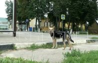Зоозащитница бросила созданный приют для животных, и собаки стали охотиться на домашних животных Зоозащитница бросила созданный приют для животных, и собаки стали охотиться на домашних животных