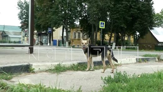 Зоозащитница бросила созданный приют для животных, и собаки стали охотиться на домашних животных