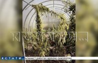 Даже после того, как разоблачили изготовителя наркотиков, на участке растут наркосодержащие растения