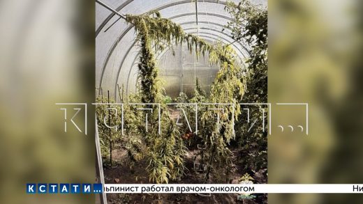 Даже после того, как разоблачили изготовителя наркотиков, на участке растут наркосодержащие растения