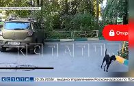Неизвестные сбросили собаку с высотки — полиция ищет детей