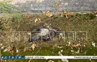 Птицы и животные массово гибнут вокруг мукомольного завода,а служба охраны ломает камеры журналистам