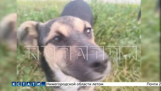 Разъярённый пенсионер из ружья расстрелял собаку на улице на глазах у хозяев