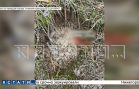 В самом популярном у нижегородских грибников лесу появились медведи