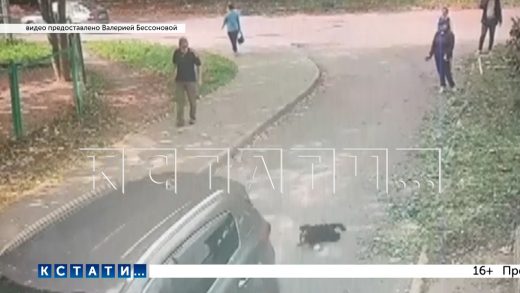 Водитель, которого соседи просили не гонять по двору, угрожая соседке, переехал её собаку
